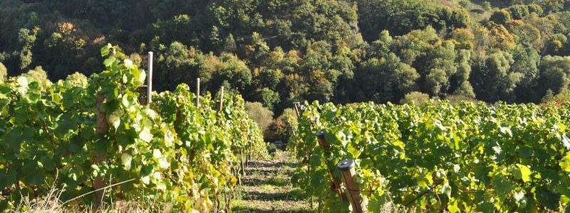 Weinbestockte Südhänge